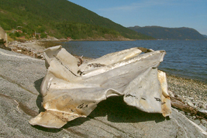 Wreckage found in 2003 on the shore
